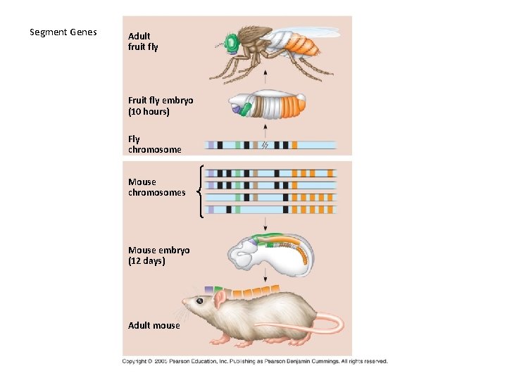 Segment Genes Adult fruit fly Fruit fly embryo (10 hours) Fly chromosome Mouse chromosomes