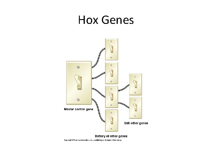 Hox Genes 