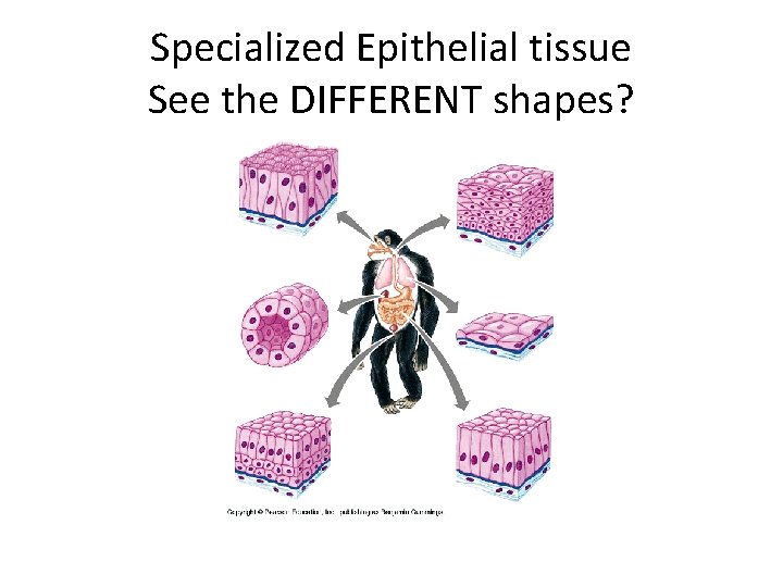 Specialized Epithelial tissue See the DIFFERENT shapes? 