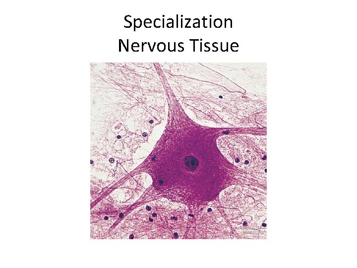 Specialization Nervous Tissue 