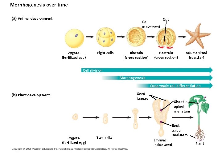 Morphogenesis over time Animal development Cell movement Zygote (fertilized egg) Eight cells Blastula (cross