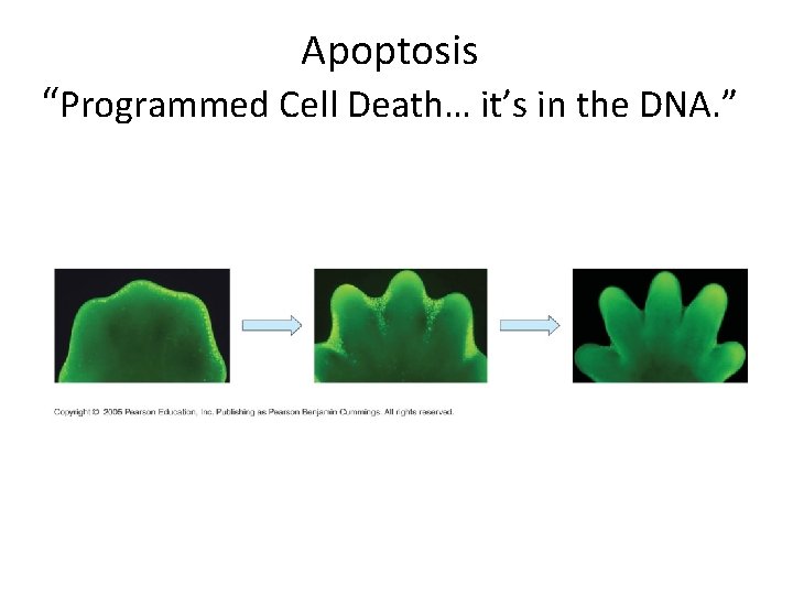 Apoptosis “Programmed Cell Death… it’s in the DNA. ” 