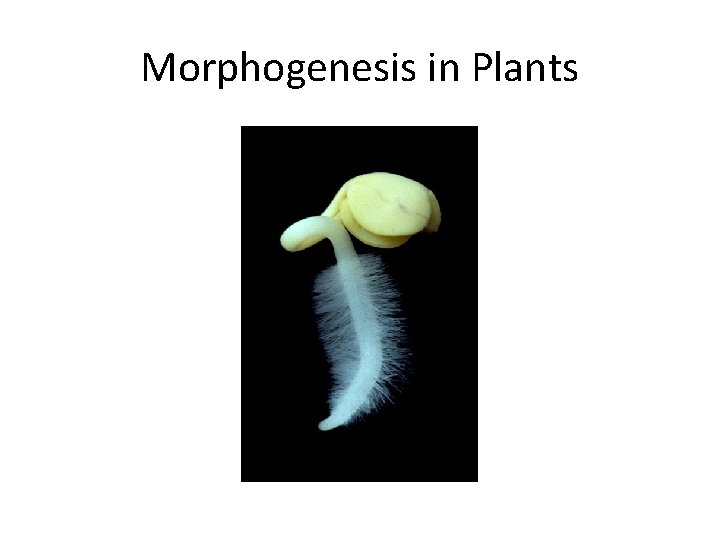 Morphogenesis in Plants 