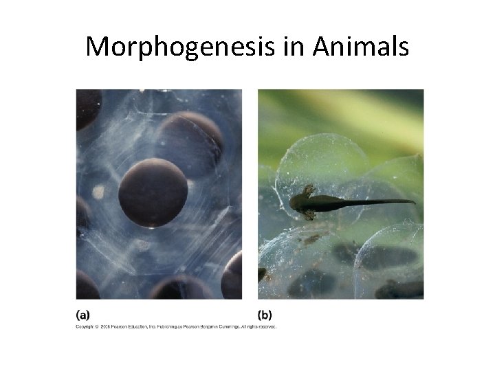 Morphogenesis in Animals 