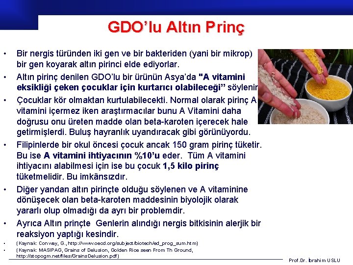 GDO’lu Altın Prinç • • Bir nergis türünden iki gen ve bir bakteriden (yani