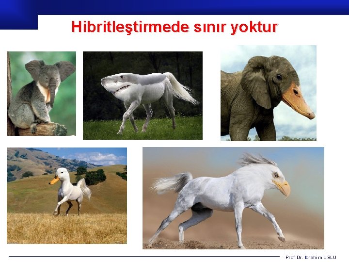 Hibritleştirmede sınır yoktur Prof. Dr. İbrahim USLU 