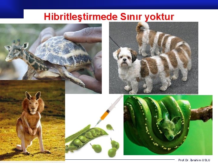 Hibritleştirmede Sınır yoktur Prof. Dr. İbrahim USLU 