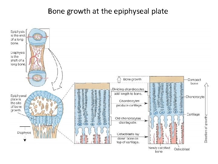 Bone growth at the epiphyseal plate 