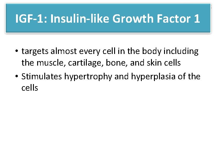 IGF-1: Insulin-like Growth Factor 1 • targets almost every cell in the body including