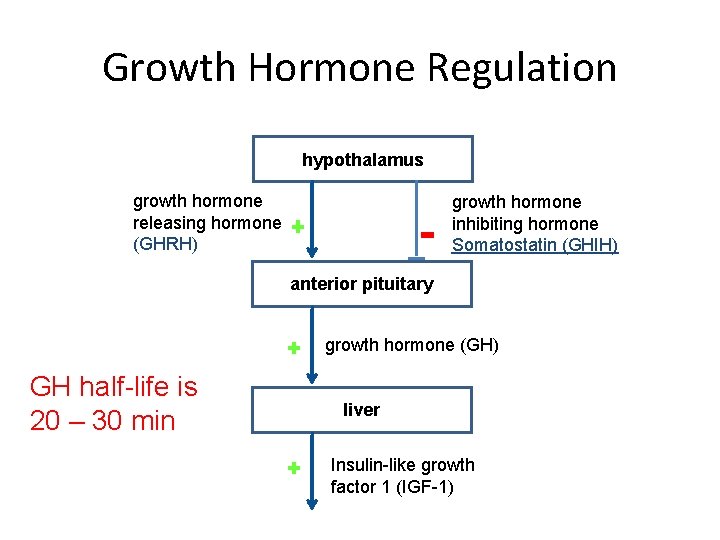 Growth Hormone Regulation hypothalamus growth hormone releasing hormone (GHRH) growth hormone inhibiting hormone Somatostatin