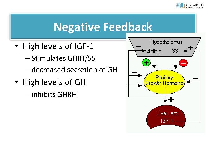 Negative Feedback • High levels of IGF-1 – Stimulates GHIH/SS – decreased secretion of