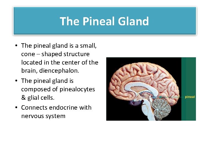 The Pineal Gland • The pineal gland is a small, cone – shaped structure