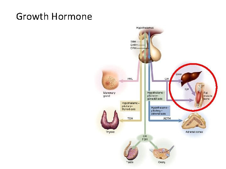 Growth Hormone 