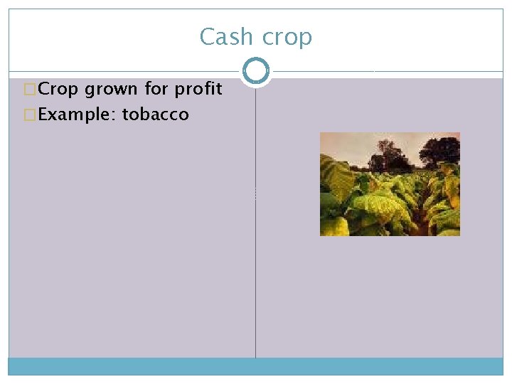 Cash crop �Crop grown for profit �Example: tobacco 