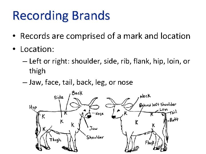 Recording Brands • Records are comprised of a mark and location • Location: –