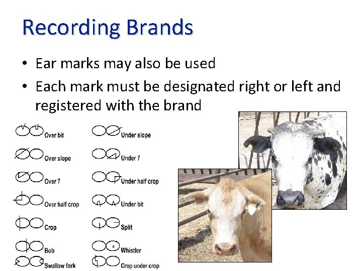 Recording Brands • Ear marks may also be used • Each mark must be