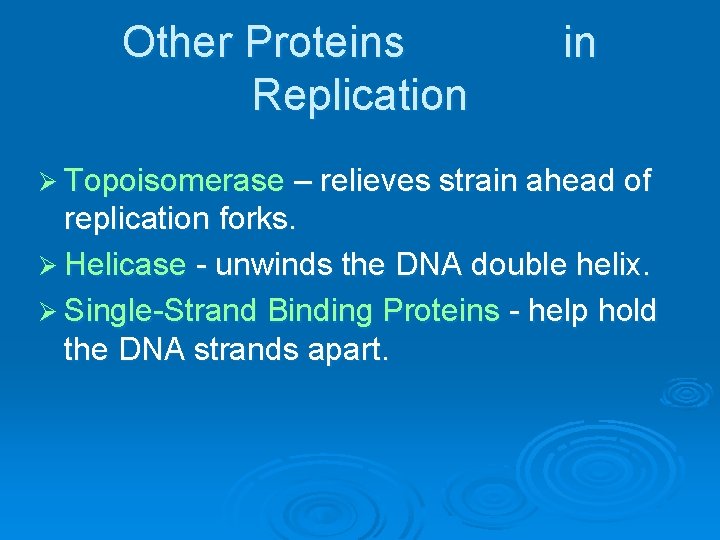 Other Proteins Replication in Ø Topoisomerase – relieves strain ahead of replication forks. Ø
