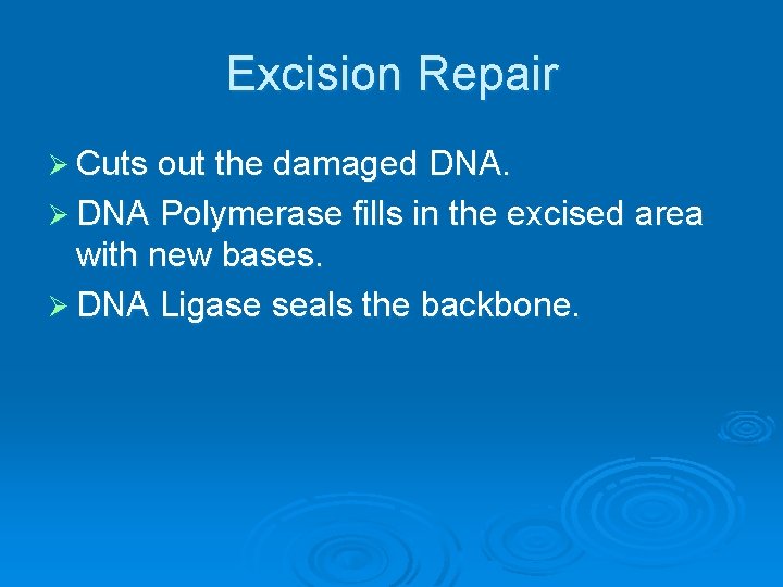 Excision Repair Ø Cuts out the damaged DNA. Ø DNA Polymerase fills in the