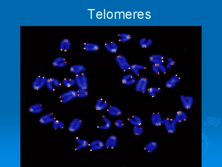 Telomeres 
