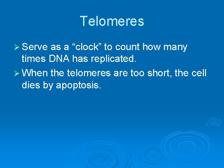 Telomeres Ø Serve as a “clock” to count how many times DNA has replicated.