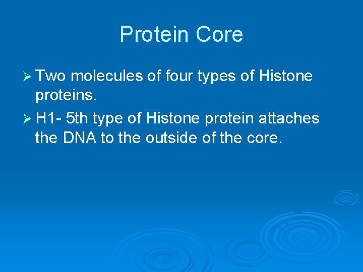 Protein Core Ø Two molecules of four types of Histone proteins. Ø H 1