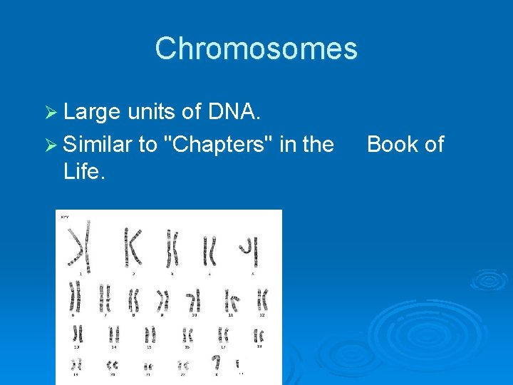 Chromosomes Ø Large units of DNA. Ø Similar to "Chapters" in the Life. Book