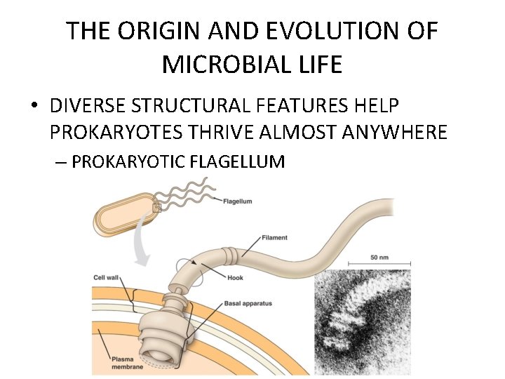 THE ORIGIN AND EVOLUTION OF MICROBIAL LIFE • DIVERSE STRUCTURAL FEATURES HELP PROKARYOTES THRIVE