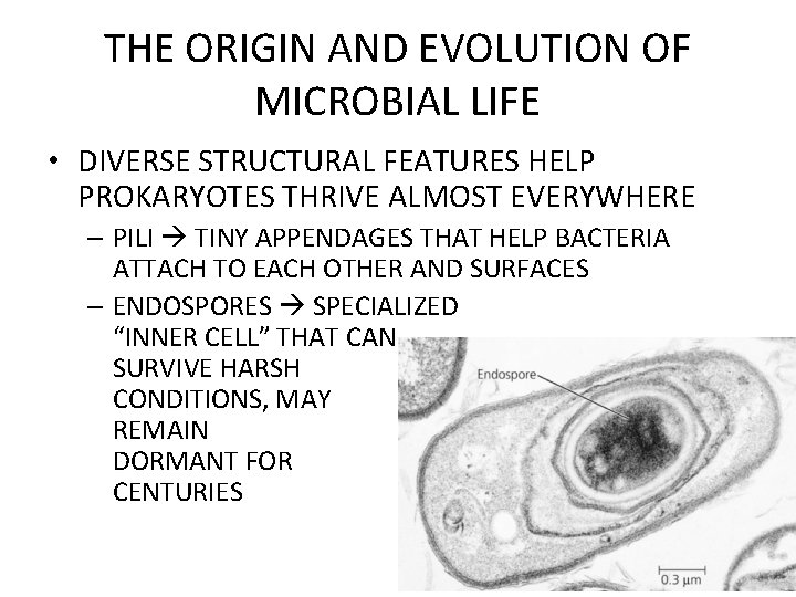 THE ORIGIN AND EVOLUTION OF MICROBIAL LIFE • DIVERSE STRUCTURAL FEATURES HELP PROKARYOTES THRIVE