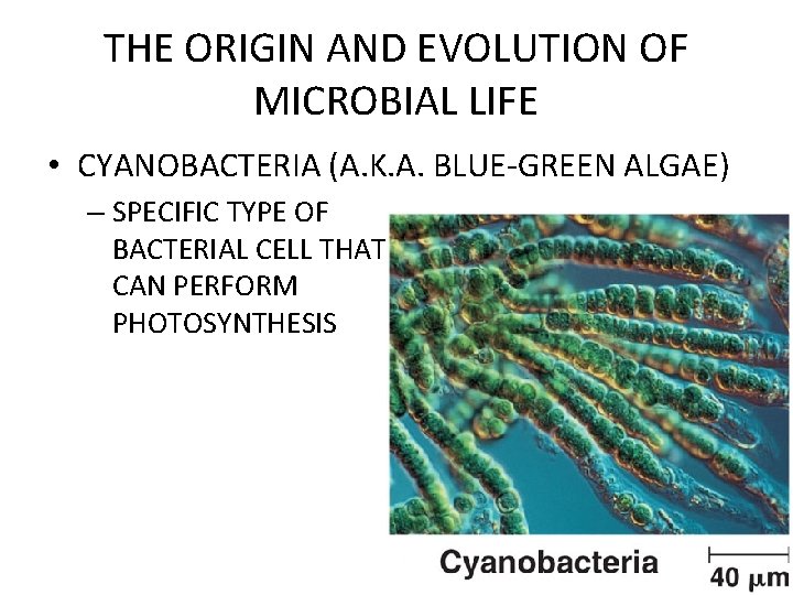 THE ORIGIN AND EVOLUTION OF MICROBIAL LIFE • CYANOBACTERIA (A. K. A. BLUE-GREEN ALGAE)