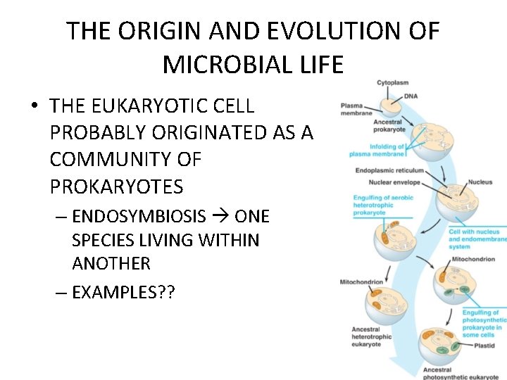 THE ORIGIN AND EVOLUTION OF MICROBIAL LIFE • THE EUKARYOTIC CELL PROBABLY ORIGINATED AS