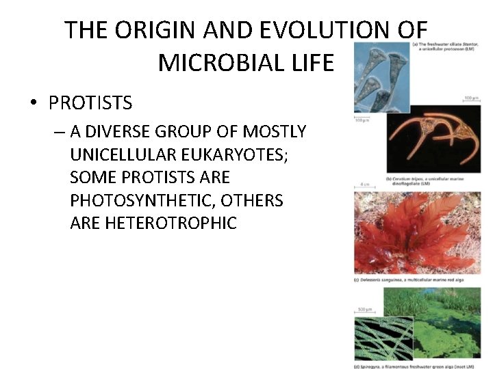 THE ORIGIN AND EVOLUTION OF MICROBIAL LIFE • PROTISTS – A DIVERSE GROUP OF