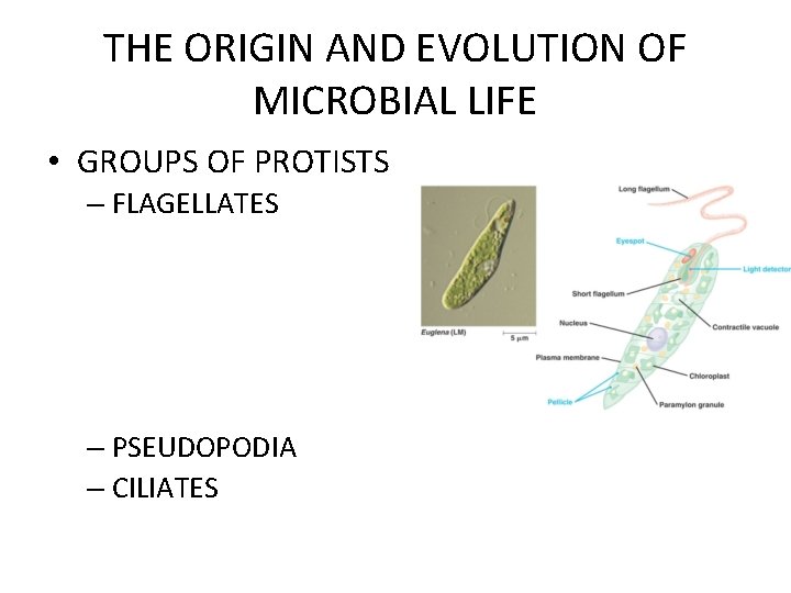 THE ORIGIN AND EVOLUTION OF MICROBIAL LIFE • GROUPS OF PROTISTS – FLAGELLATES –