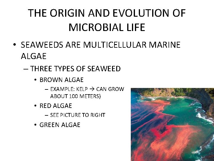 THE ORIGIN AND EVOLUTION OF MICROBIAL LIFE • SEAWEEDS ARE MULTICELLULAR MARINE ALGAE –