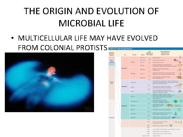 THE ORIGIN AND EVOLUTION OF MICROBIAL LIFE • MULTICELLULAR LIFE MAY HAVE EVOLVED FROM