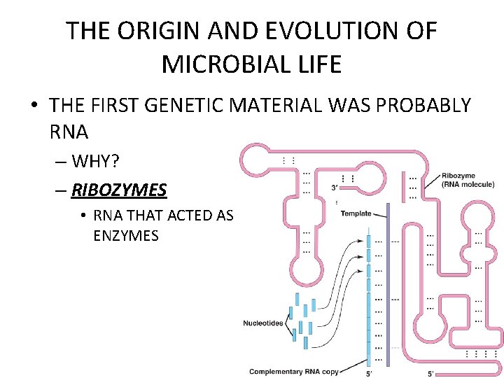 THE ORIGIN AND EVOLUTION OF MICROBIAL LIFE • THE FIRST GENETIC MATERIAL WAS PROBABLY