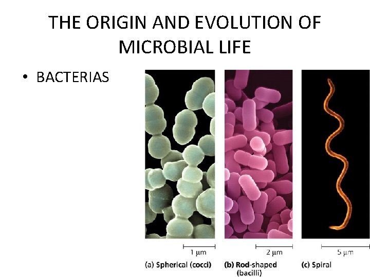 THE ORIGIN AND EVOLUTION OF MICROBIAL LIFE • BACTERIAS 