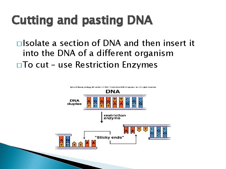 Cutting and pasting DNA � Isolate a section of DNA and then insert it