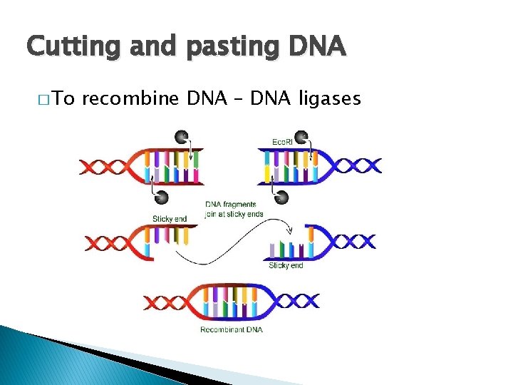 Cutting and pasting DNA � To recombine DNA – DNA ligases 