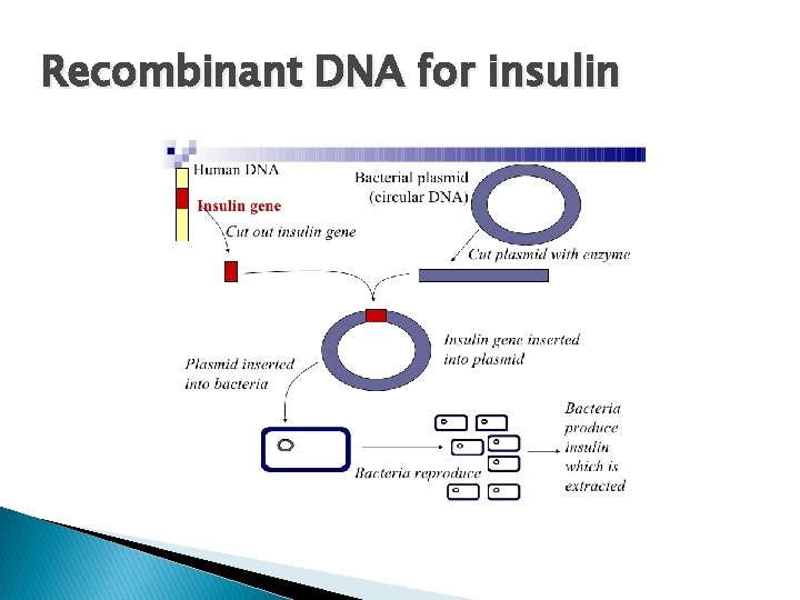 Recombinant DNA for insulin 