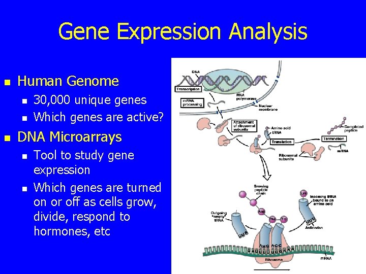 Gene Expression Analysis n Human Genome n n n 30, 000 unique genes Which