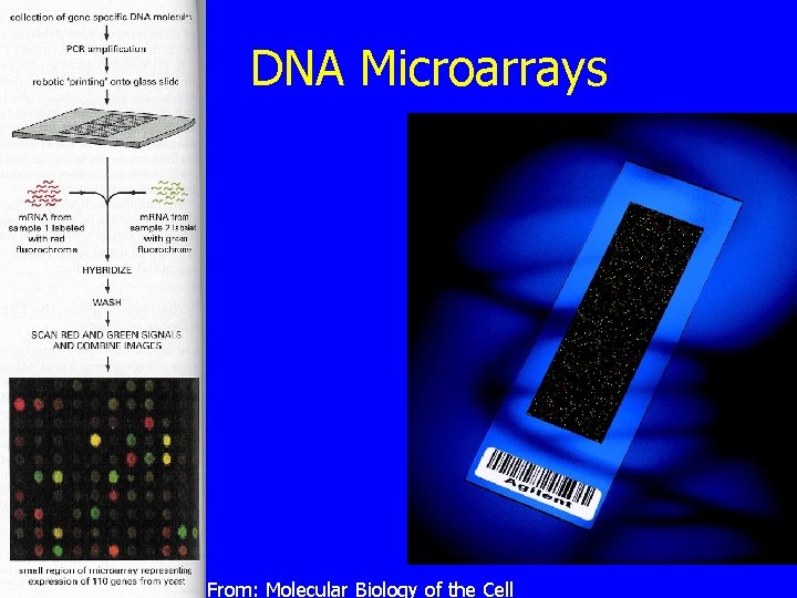 DNA Microarrays From: Molecular Biology of the Cell 