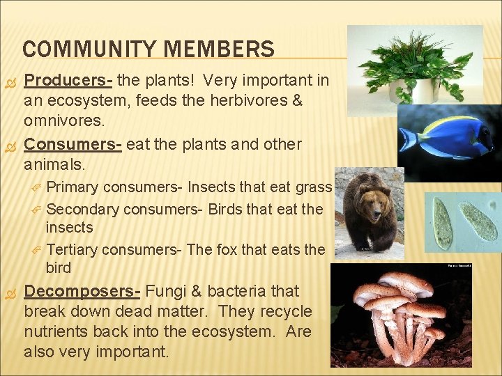 COMMUNITY MEMBERS Producers- the plants! Very important in an ecosystem, feeds the herbivores &