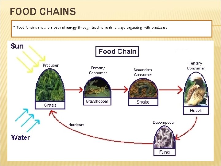 FOOD CHAINS • Food Chains show the path of energy through trophic levels, always