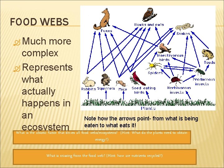 FOOD WEBS Much more complex Represents what actually happens in an Note how the