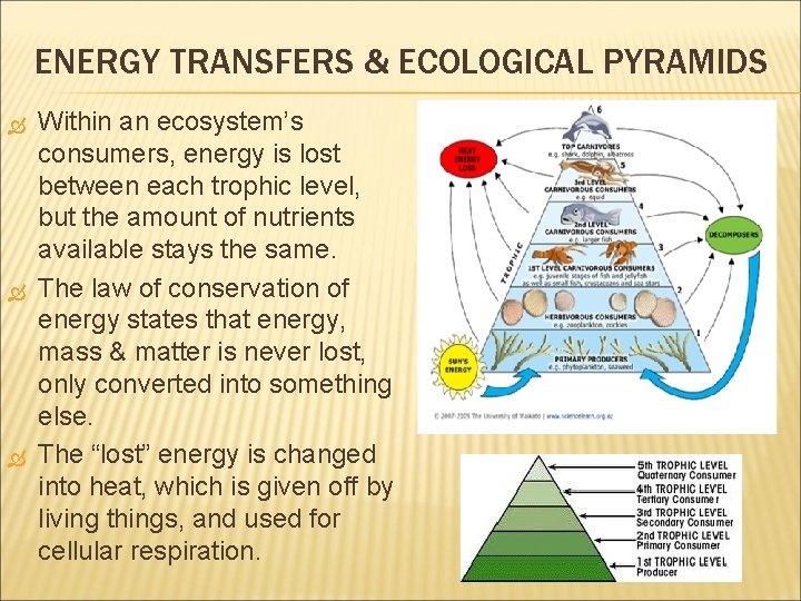 ENERGY TRANSFERS & ECOLOGICAL PYRAMIDS Within an ecosystem’s consumers, energy is lost between each