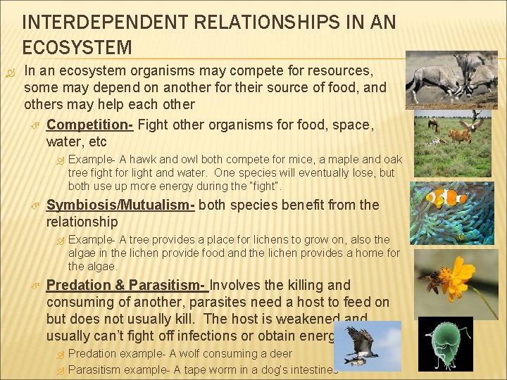 INTERDEPENDENT RELATIONSHIPS IN AN ECOSYSTEM In an ecosystem organisms may compete for resources, some