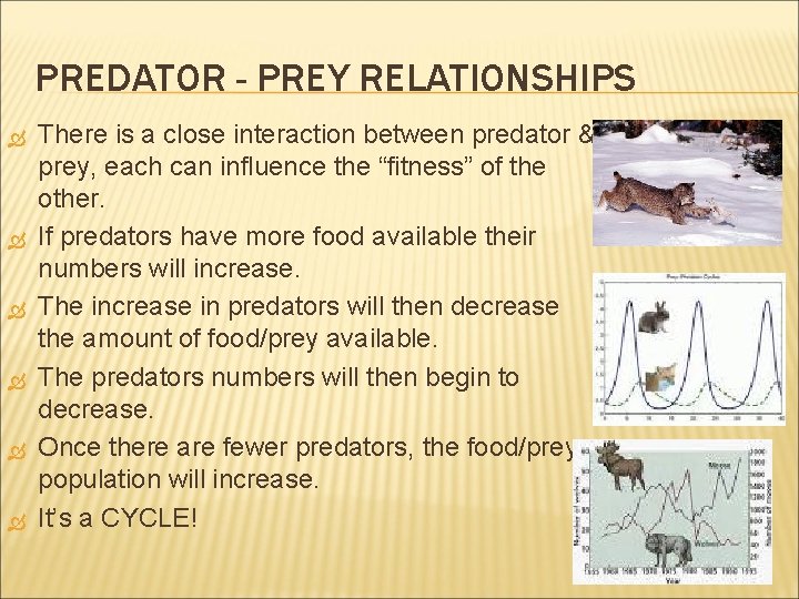 PREDATOR - PREY RELATIONSHIPS There is a close interaction between predator & prey, each