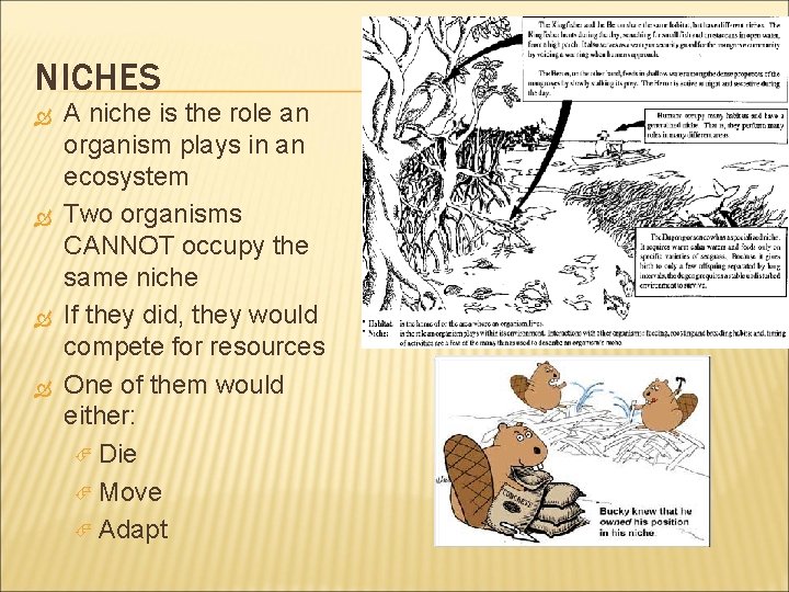 NICHES A niche is the role an organism plays in an ecosystem Two organisms