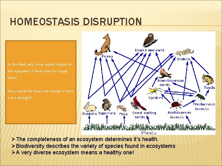 HOMEOSTASIS DISRUPTION In the food web; what would happen to the ecosystem if foxes