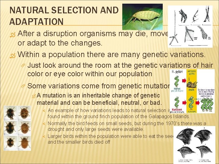 NATURAL SELECTION AND ADAPTATION After a disruption organisms may die, move or adapt to
